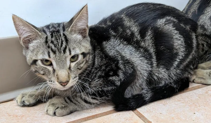 A baby medium-sized male Domestic Short Hair cat named Windsor for adoption in Peoria, AZ