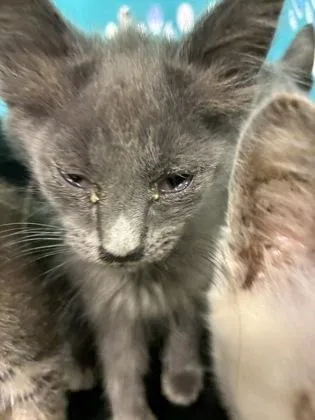 A baby small-sized male Domestic Medium Hair cat named Jelly for adoption in Gastonia, NC