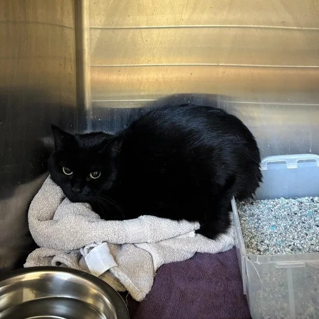 An adult medium-sized female Black Domestic Short Hair cat named Lulu for adoption in Washington, UT