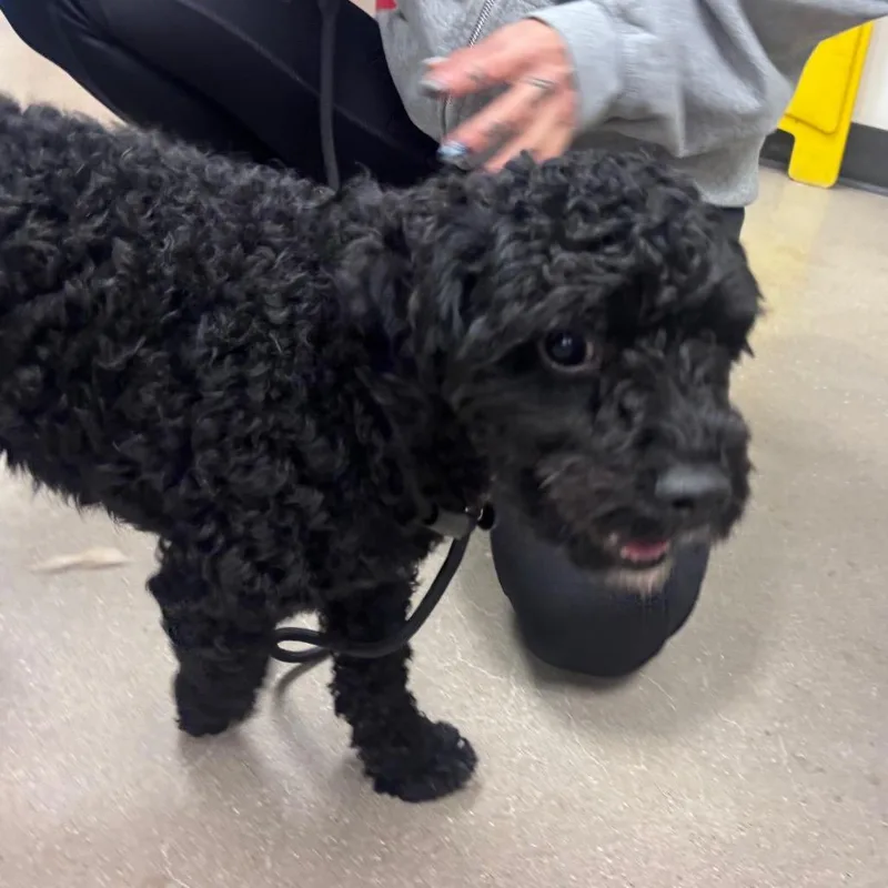 An adult small-sized male Mixed Breed dog named YORKStray for adoption in York, PA
