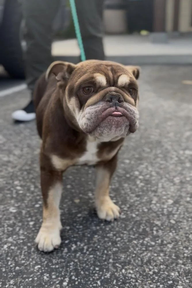 An adult small-sized female English Bulldog dog named Penelope for adoption in ventura, CA