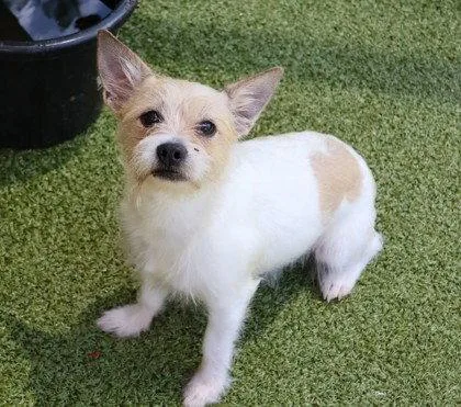 A young small-sized male Cairn Terrier dog named Uranus Athens for adoption in Rockaway, NJ