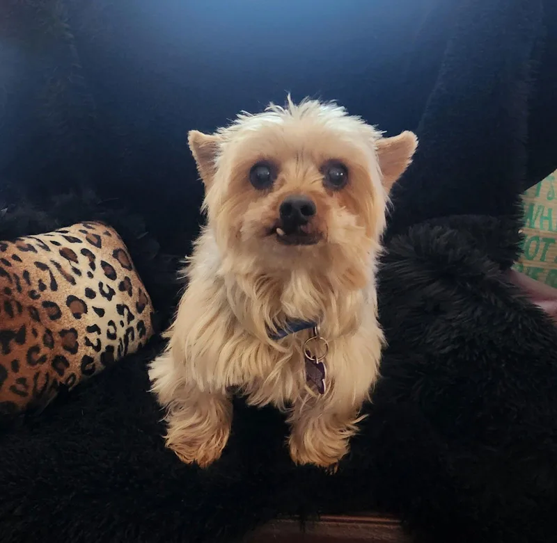 Cadillac Deville thumbnail 3