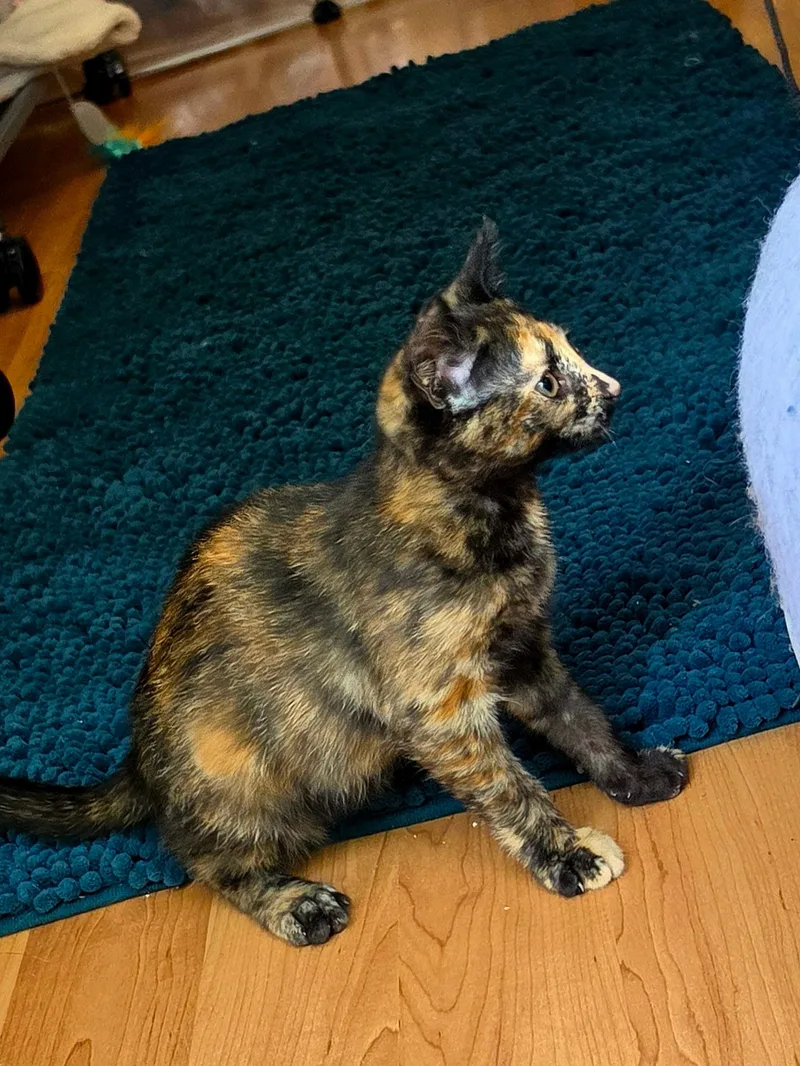 A baby small-sized female Tortoiseshell Domestic Short Hair cat named Illaria for adoption in Pendleton, OR
