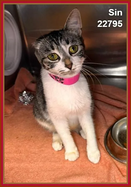 A young medium-sized female Tabby (Brown / Chocolate) Domestic Short Hair cat named Sin for adoption in Marietta, GA