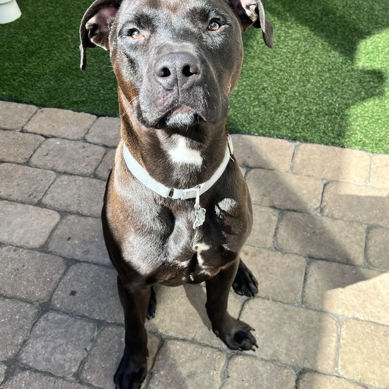 A young large-sized male Brown / Chocolate Mixed Breed dog named Diesel for adoption in Houston, TX