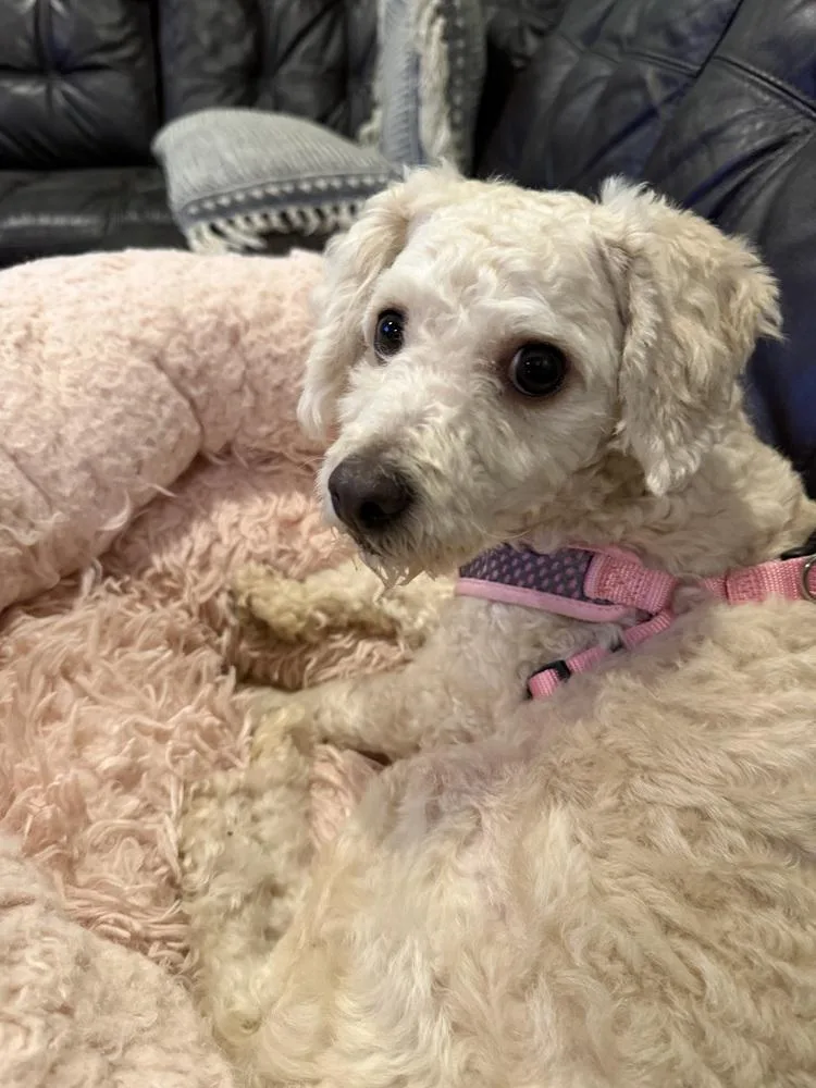 An adult small-sized female Poodle dog named Aimey for adoption in Richardson, TX
