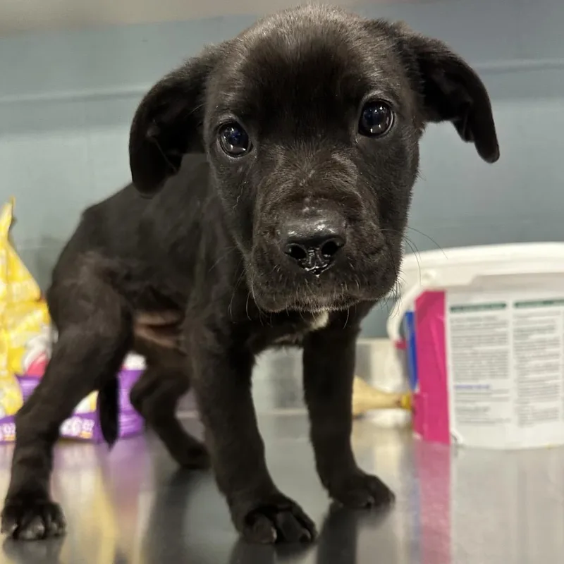 A baby small-sized male Black Mixed Breed dog named Apple Turnover for adoption in Greensboro, NC