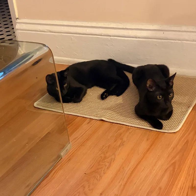 A baby medium-sized female Black Domestic Short Hair cat named Cricket and Weevil for adoption in Brooklyn, NY