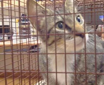 A young small-sized male Domestic Short Hair cat named Elvis for adoption in Sacramento, CA