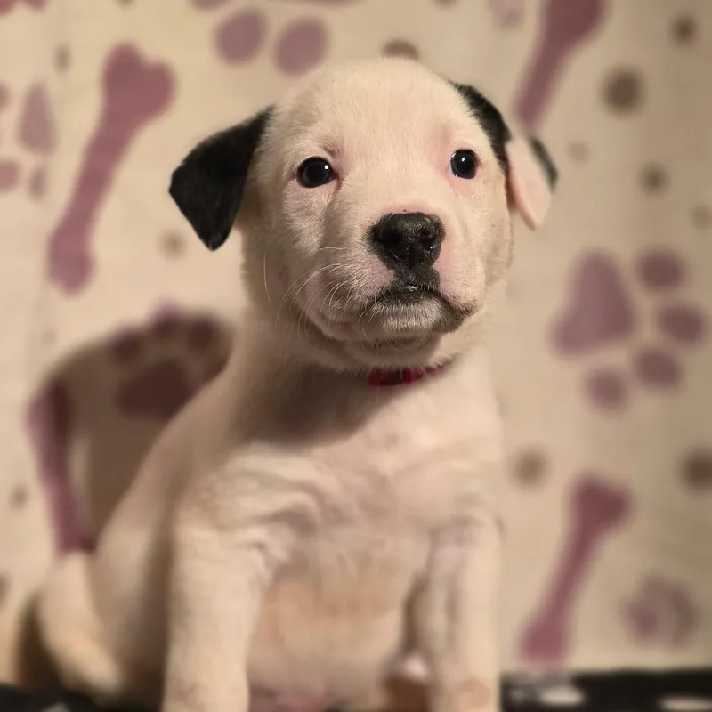 A baby medium-sized male White / Cream American Staffordshire Terrier dog named Baymax for adoption in Kissimmee, FL