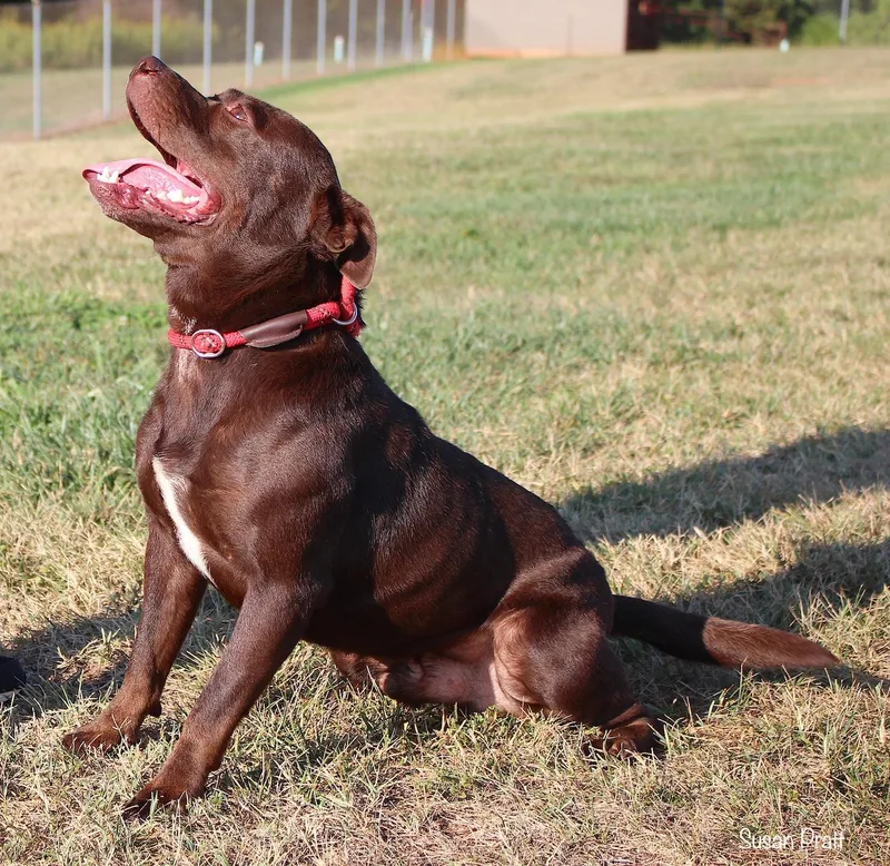 An adult medium-sized male Brown / Chocolate Pit Bull Terrier dog named Otter for adoption in Bedford, VA