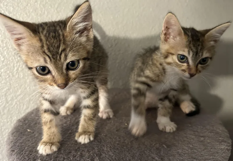 A baby medium-sized female Domestic Short Hair cat named Gigi and Gracie for adoption in Shingletown, CA
