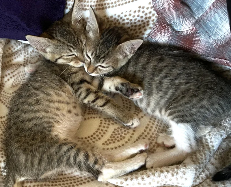 Gigi and Gracie thumbnail 3