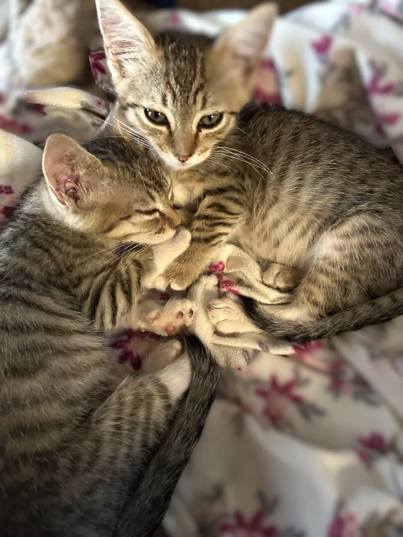 Gigi and Gracie thumbnail 4