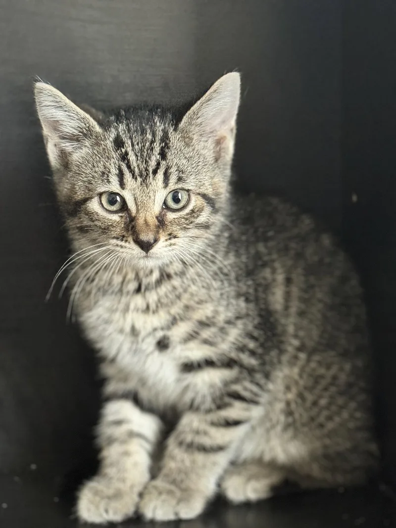 A baby medium-sized male Tabby cat named Clyde for adoption in Georgetown, KY