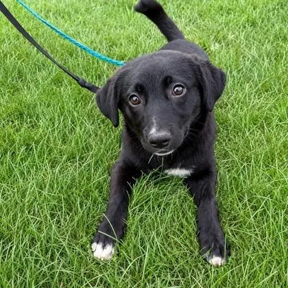 A baby medium-sized female Black Labrador Retriever dog named Babe for adoption in Tinley Park, IL