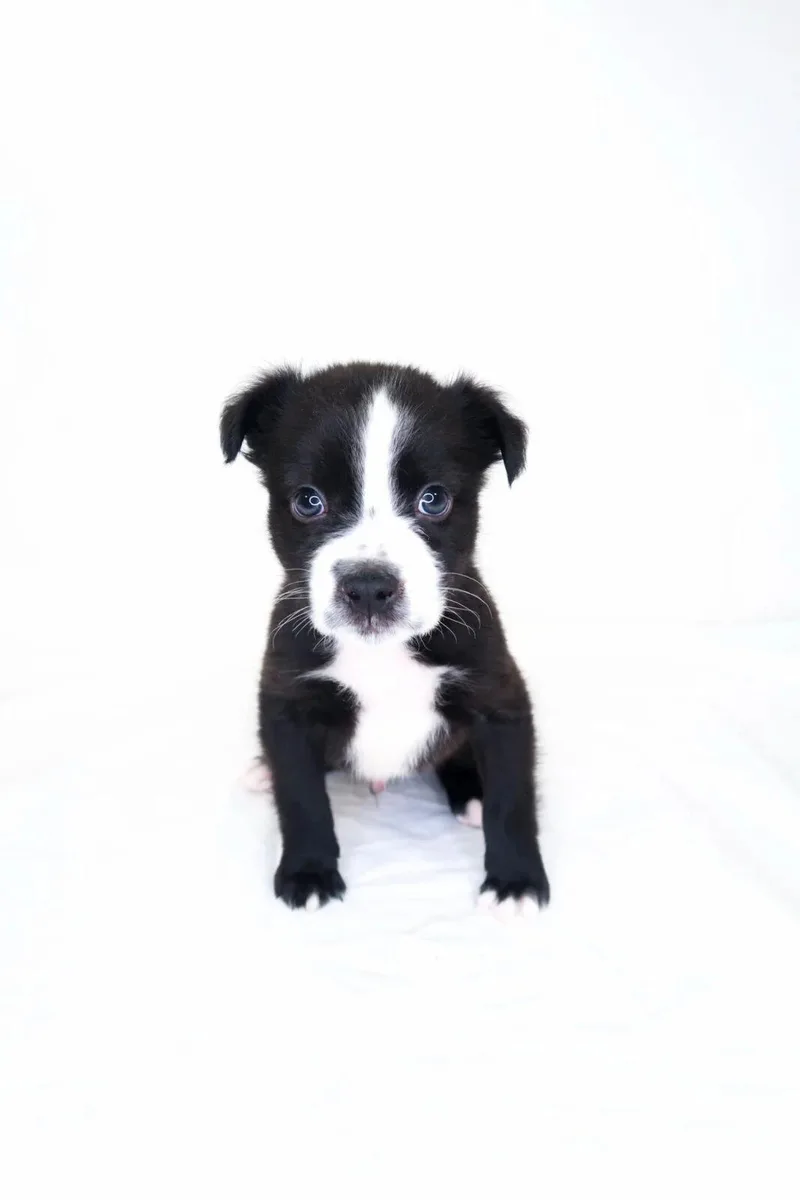 A baby medium-sized male Black Pit Bull Terrier dog named TomTom for adoption in Bixby, OK