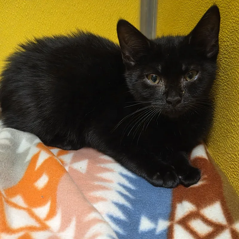 A baby medium-sized female Black Domestic Short Hair cat named Wasabi for adoption in Fall River, MA