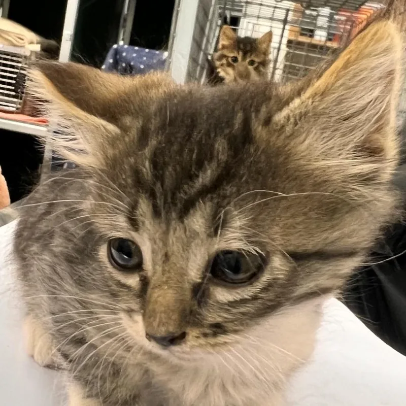 A baby small-sized female Gray / Blue / Silver Domestic Medium Hair cat named Peach for adoption in Las Cruces, NM