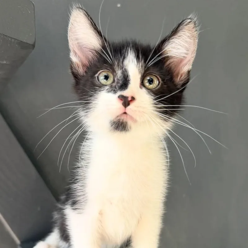 A baby small-sized male White Domestic Short Hair cat named Silvio for adoption in Yucca Valley, CA