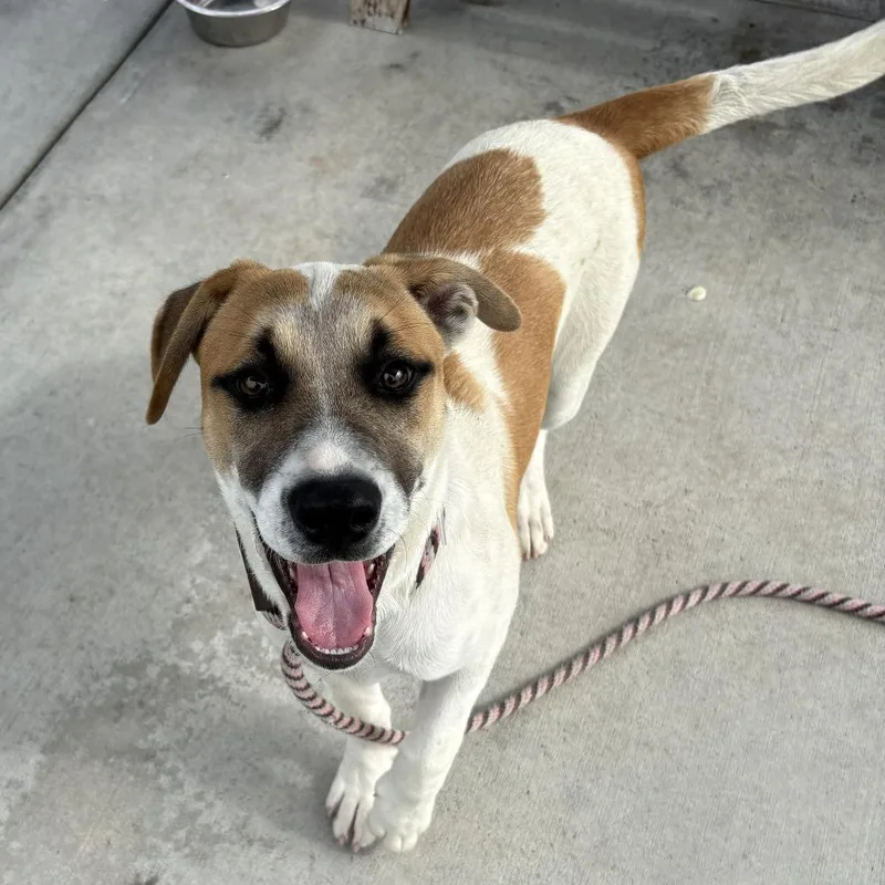 A baby medium-sized female White / Cream Pit Bull Terrier dog named Bernie for adoption in Hawthorne, CA