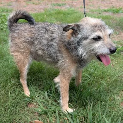 An adult small-sized male Terrier dog named Hedge for adoption in Savannah, GA