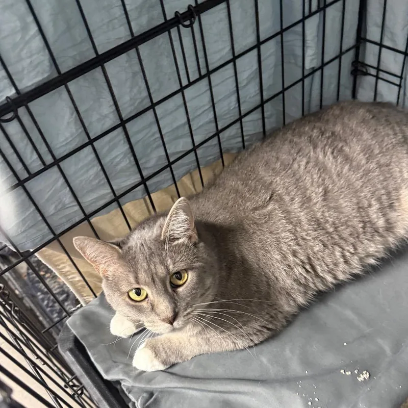 A baby small-sized female Gray / Blue / Silver Domestic Short Hair cat named Sweetheart for adoption in Normal, IL