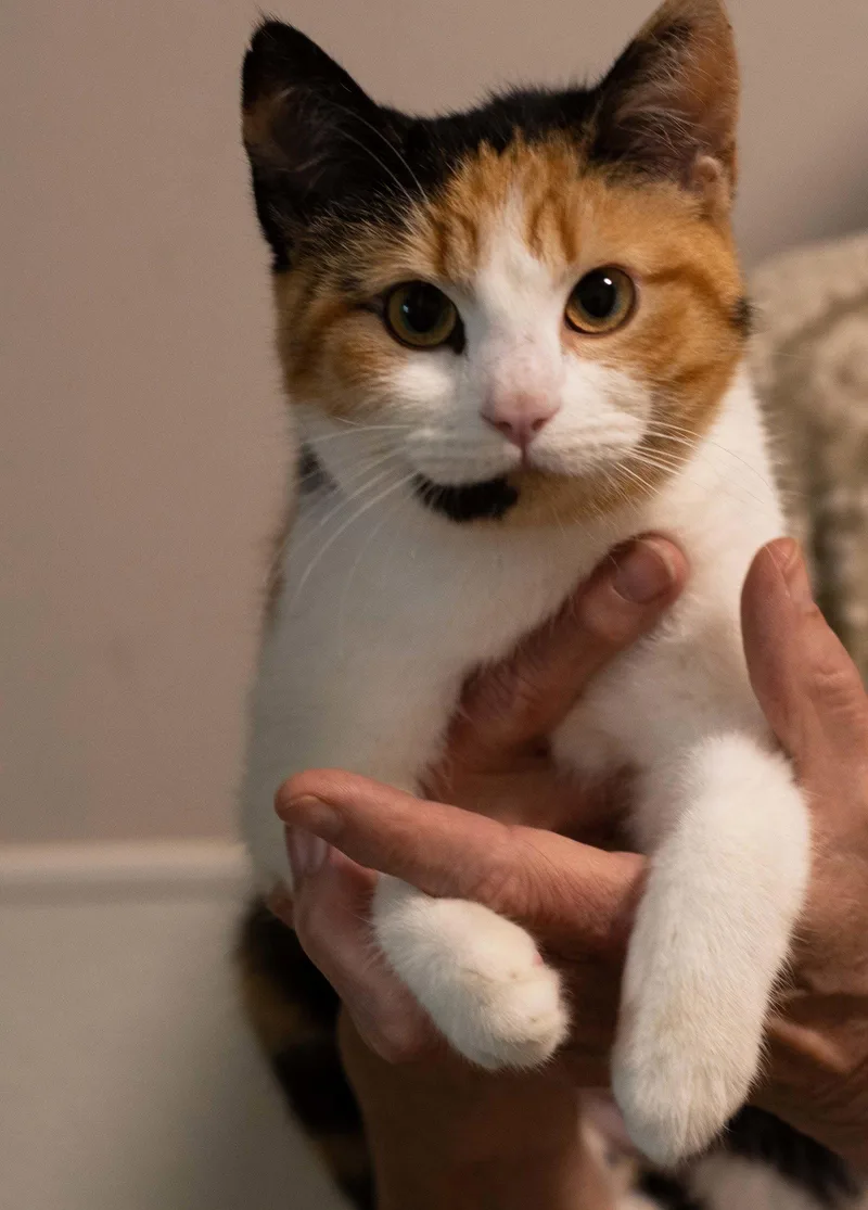 An adult medium-sized female Domestic Short Hair cat named Cathy for adoption in Holly Springs, MS