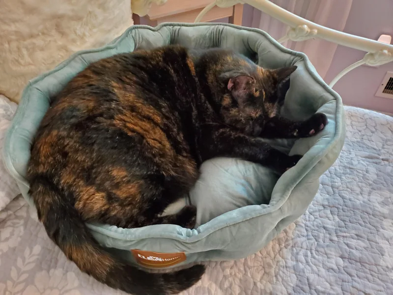 An adult medium-sized female Tortoiseshell Domestic Short Hair cat named Maddie for adoption in Hamilton, NJ