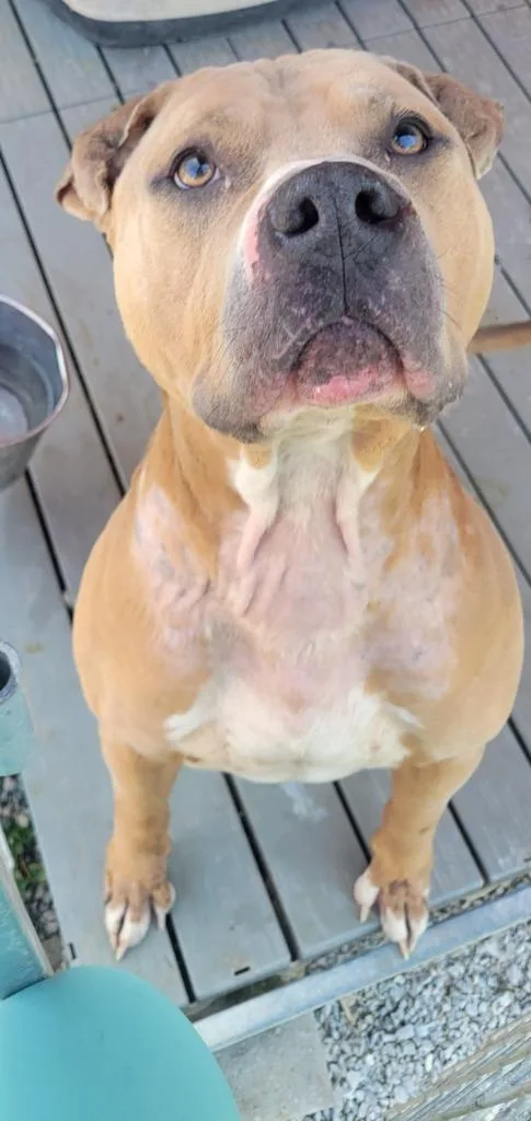An adult large-sized male Terrier dog named Earl for adoption in Greencastle, IN