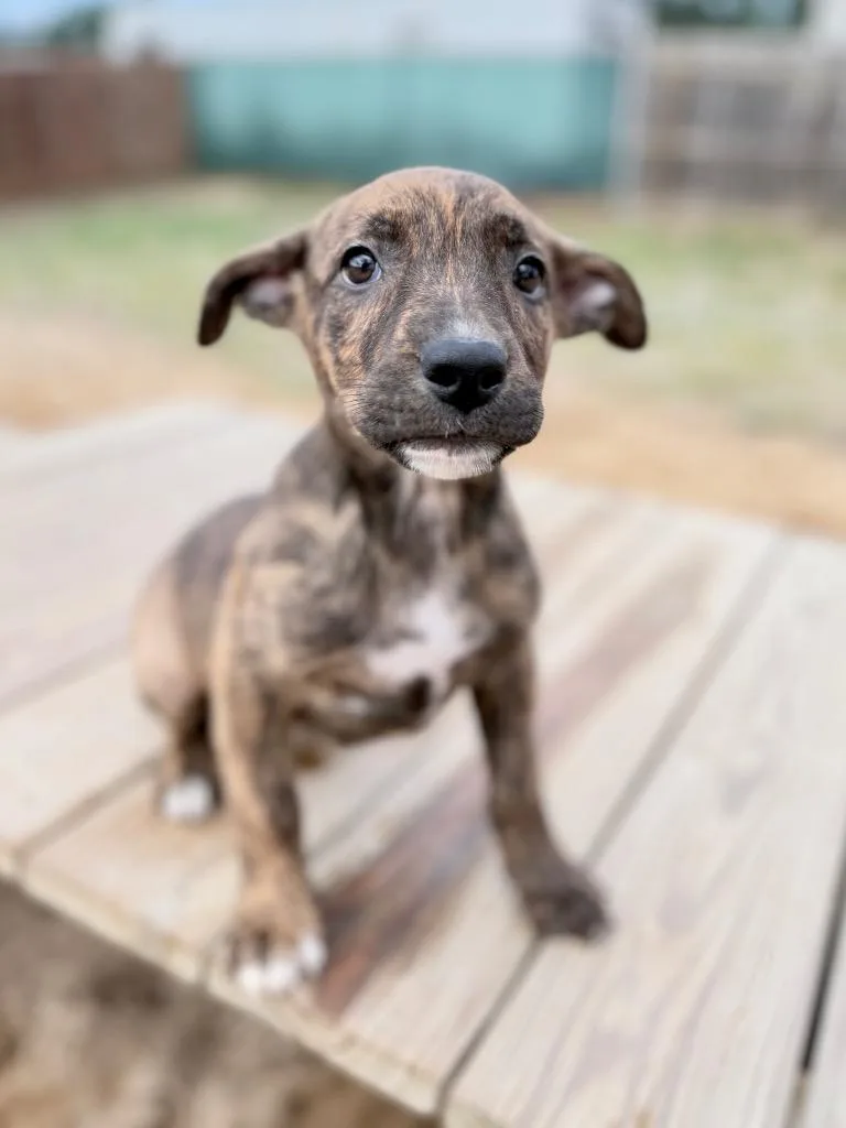 A baby medium-sized female German Shepherd Dog dog named Ruby pup for adoption in Muskegon, MI