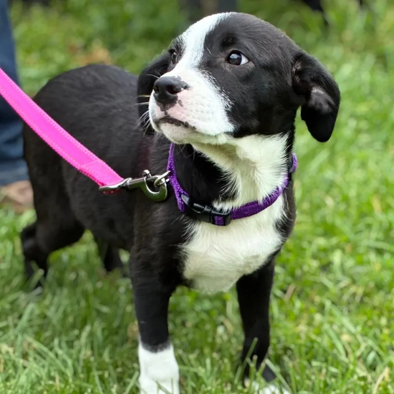 A baby medium-sized male Black Labrador Retriever dog named Tiger for adoption in South Elgin, IL