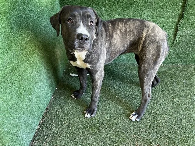 A young medium-sized female Pit Bull Terrier dog named Sherri for adoption in Lancaster, CA