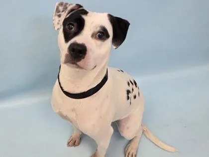 An adult large-sized female Terrier dog named Jersey for adoption in Golden Valley, MN