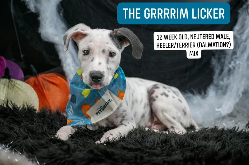 The Grim Licker thumbnail 2