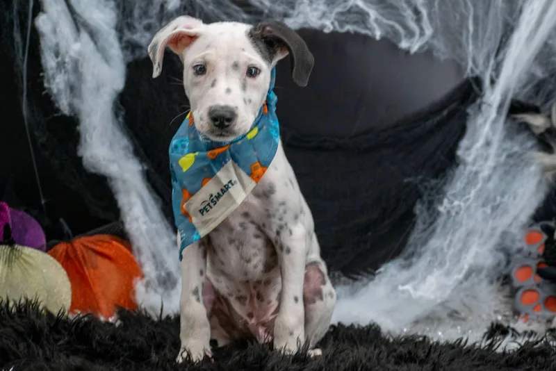 The Grim Licker thumbnail 3