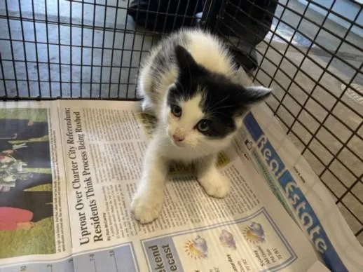 A baby small-sized male Domestic Short Hair cat named Cj for adoption in Los Angeles, CA