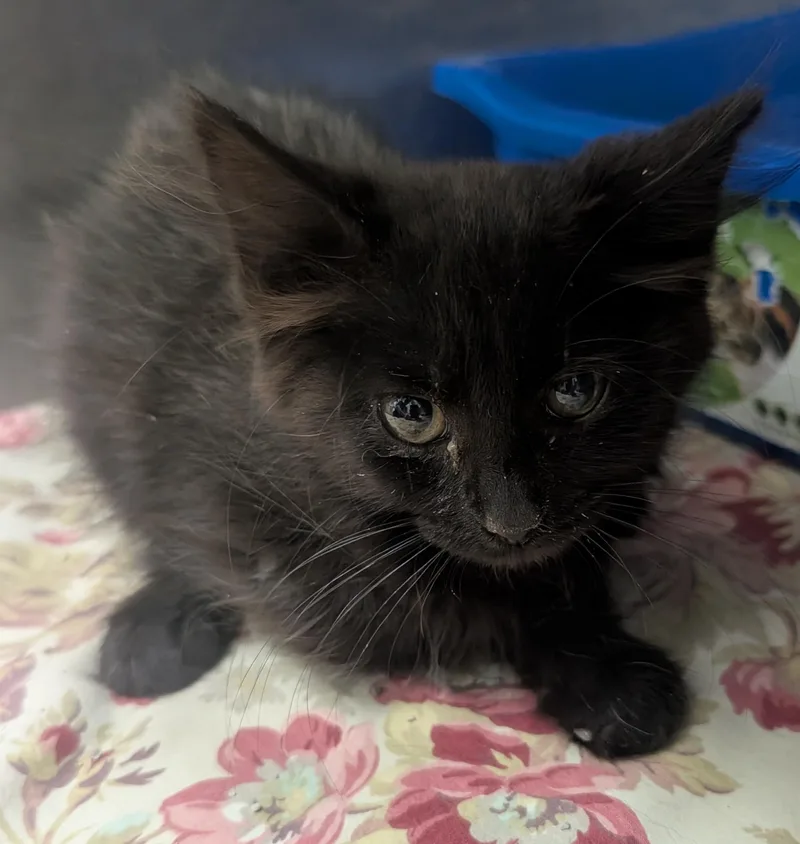 A young small-sized female Black Domestic Short Hair cat named Nadia for adoption in New Ulm, MN