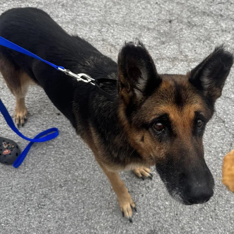 A senior large-sized female German Shepherd Dog dog named Aspen for adoption in Carrollton, TX