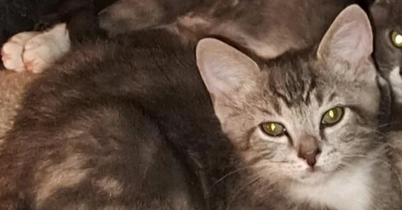 A baby small-sized male Gray & White Domestic Short Hair cat named Keenum for adoption in Powder Springs, GA