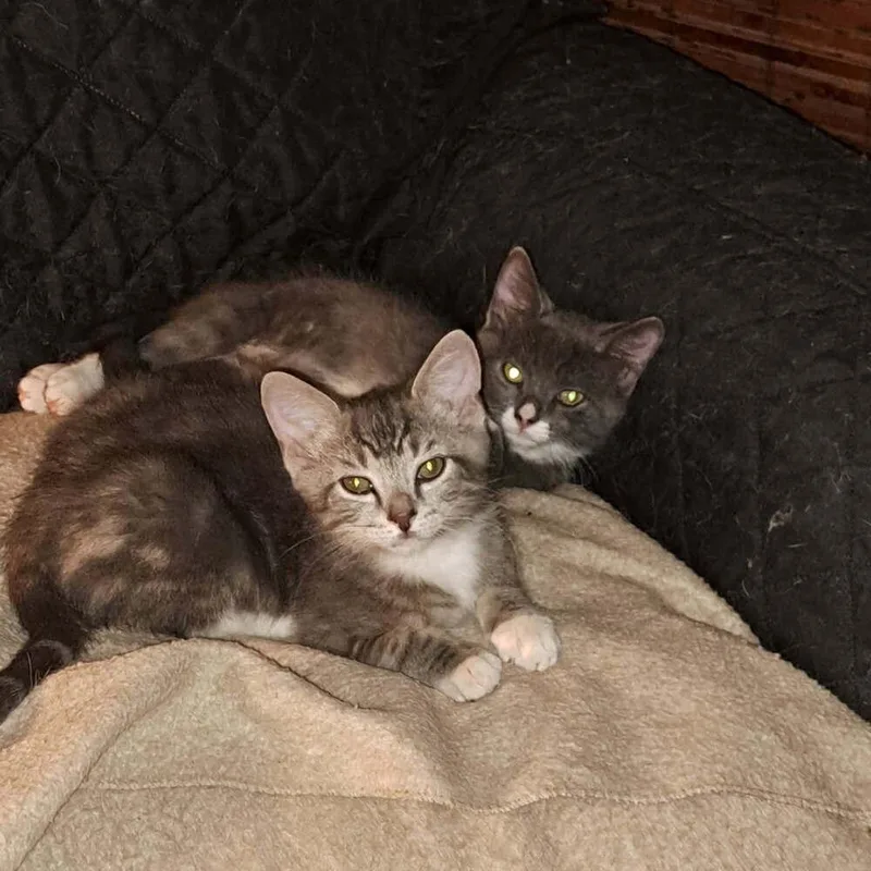 Keenum thumbnail 2
