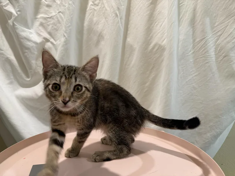 A baby small-sized female Domestic Short Hair cat named Teddy for adoption in Long Beach, CA