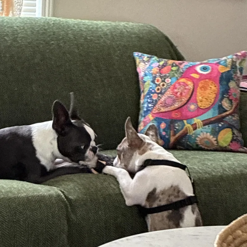 A young small-sized male French Bulldog dog named Yoshi for adoption in Lake Mary, FL