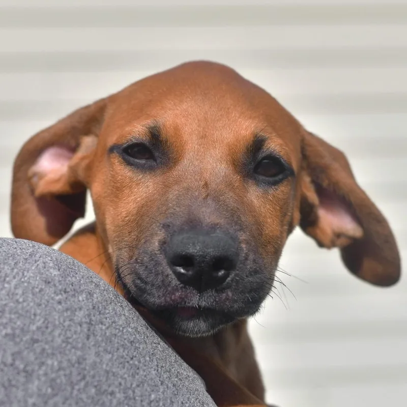 A baby medium-sized female Brown / Chocolate Mixed Breed dog named Nala for adoption in Ottawa, KS
