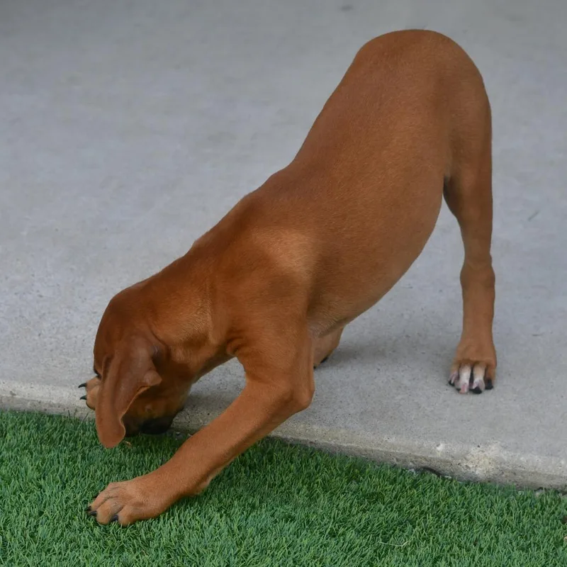 Nala thumbnail 2