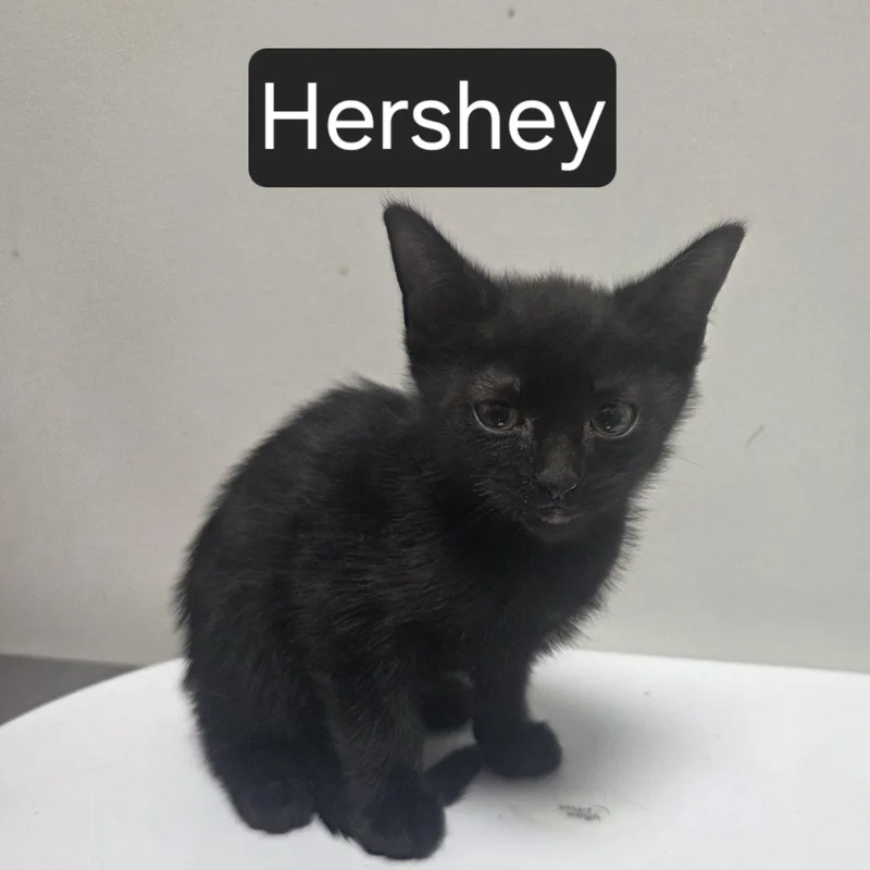 A baby medium-sized male Black Domestic Short Hair cat named Hershey for adoption in SNOW HILL, NC