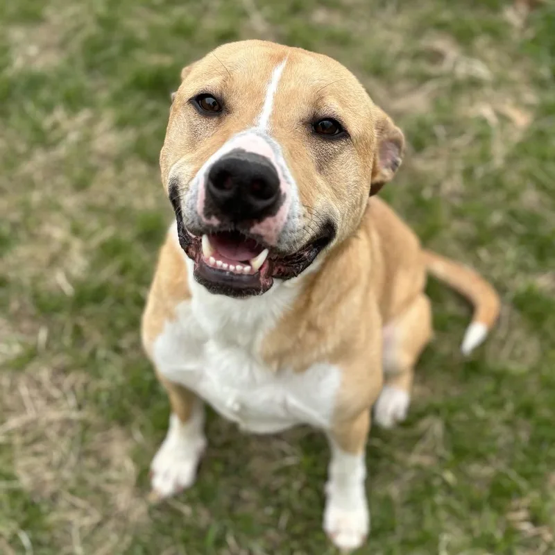 An adult large-sized male Yellow / Tan / Blond / Fawn Labrador Retriever dog named Jeffrey for adoption in Marshalltown, IA