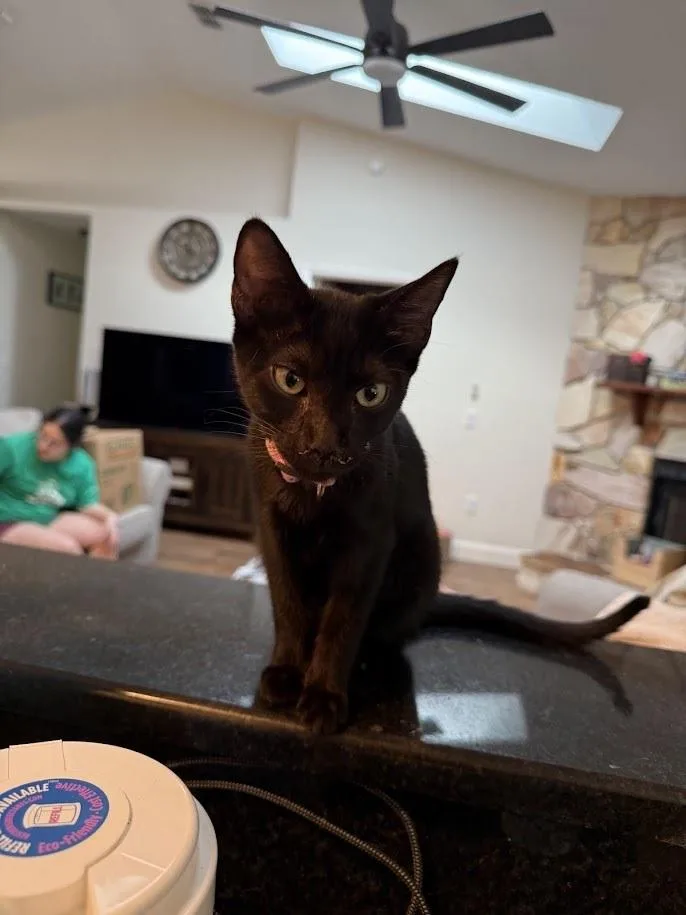A baby small-sized female Domestic Short Hair cat named Buffy for adoption in Deland, FL