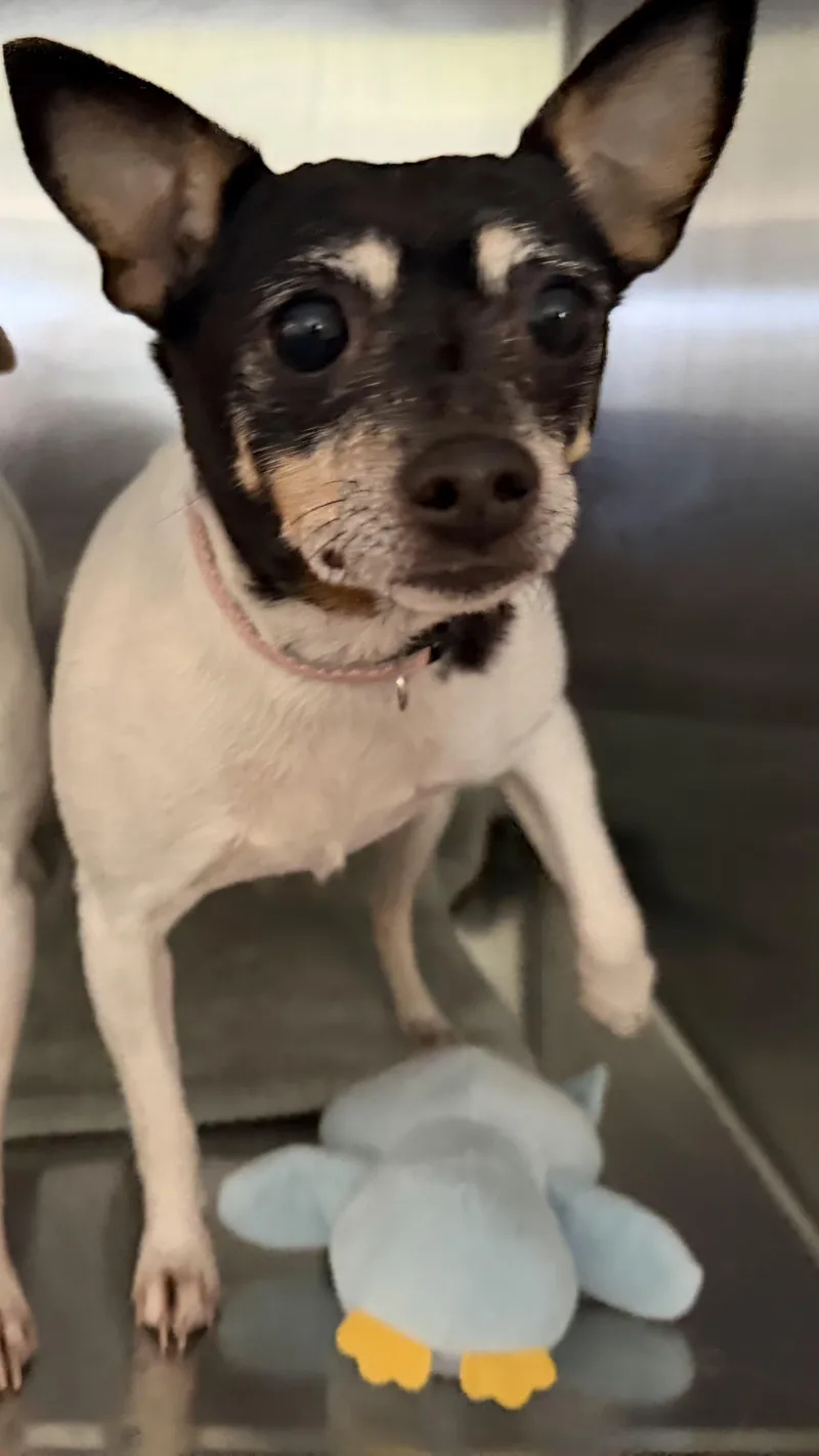 An adult small-sized female Tricolor (Brown, Black, & White) Fox Terrier dog named Angel Baby for adoption in Bloomsdale, MO